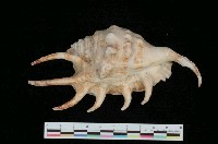 藏品(蜘蛛螺)的圖片